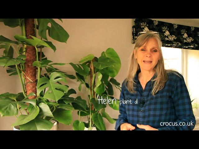 How to grow Monstera | Crocus.co.uk