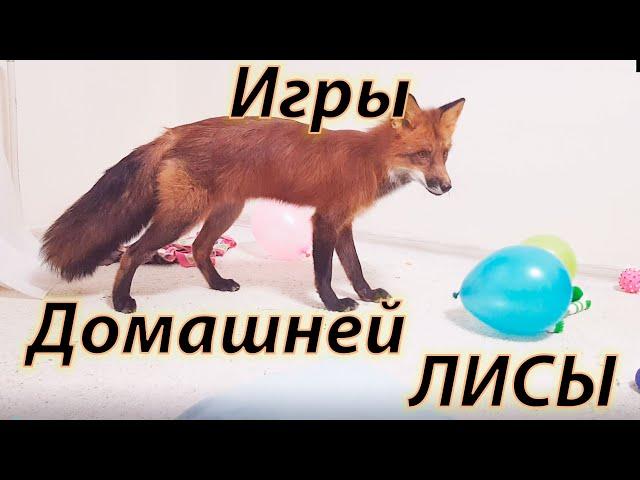 Как играет Лиса в квартире. Игрища Лиса)