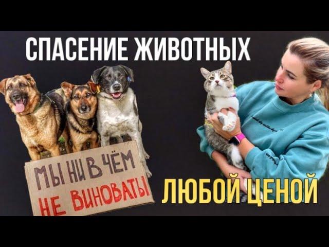 СПАСЕНИЕ ЖИВОТНЫХ ЛЮБОЙ ЦЕНОЙ | ФОНД ПОМОЩИ БЕЗДОМНЫМ ЖИВОТНЫМ | RESCUE OF HOMELESS ANIMALS