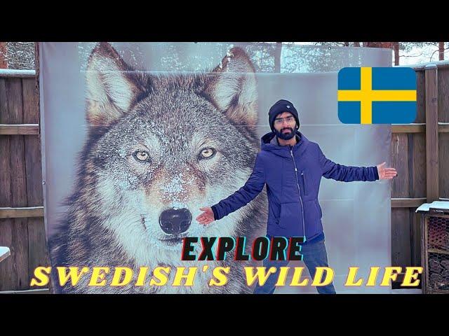 Exploring Sweden's Wild Life  | Saqib Keerio