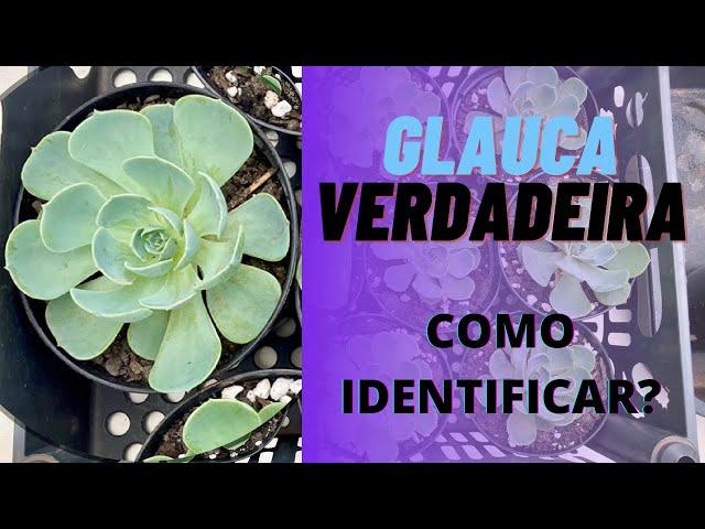 ECHEVERIA GLAUCA COMO IDENTIFICAR???  PARECE MAS NÃO É! EP:15