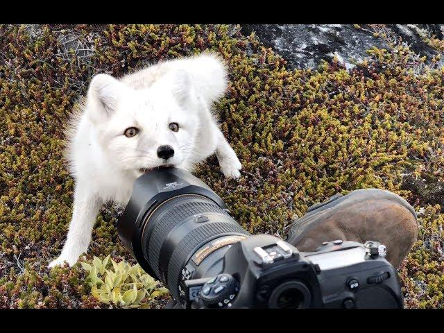 Encounter a young wild white Arctic Fox in Greenland