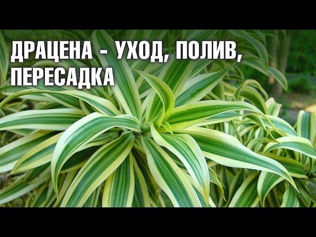 Драцена - уход в домашних условиях