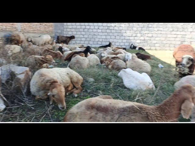 Sheeps are Resting | Adeel Ahmed