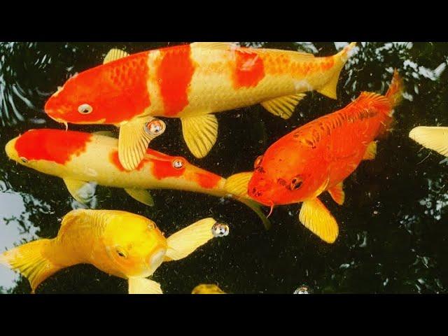 My OASE Bio Smart 5000 Koi Pond Filter