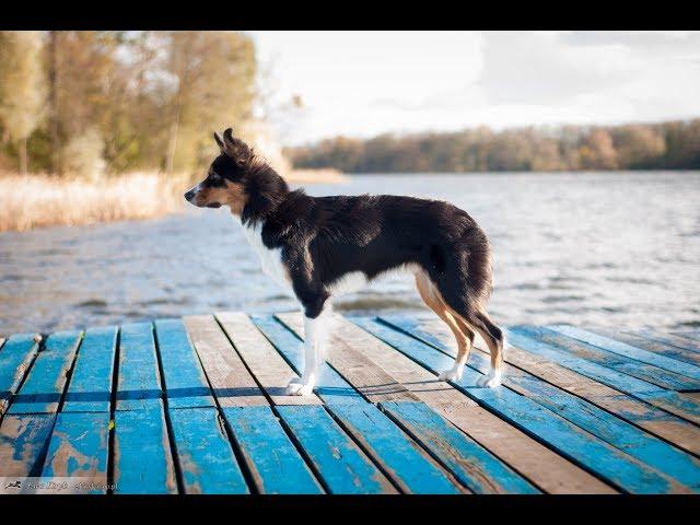 Tweet- Border collie- 1 year