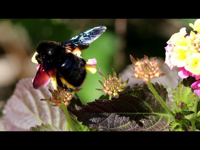 Violet Carpenter Bee