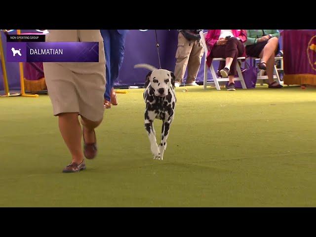 Dalmatians | Breed Judging 2024