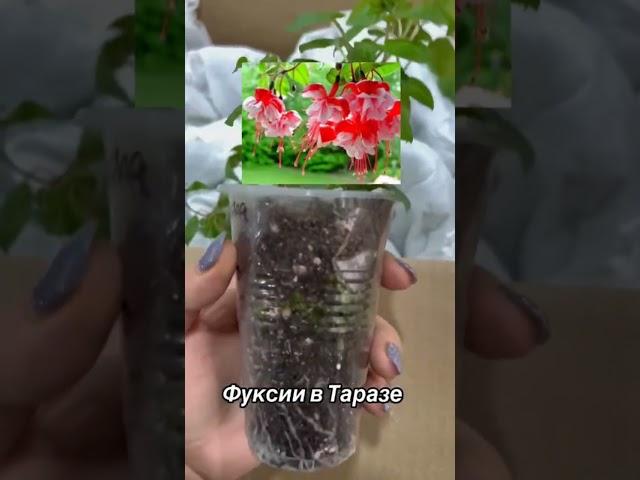Укорененные черенки Фуксии в Таразе.#огород#сад#удобрения#комнатныерастения#черенкование#посевсемян