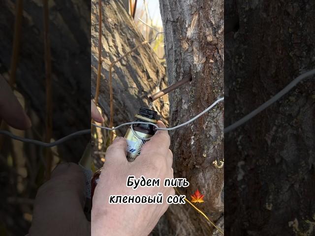 Будем пробовать кленовый сок #клён #кленовыйсок #березовыйсок #башкирия #свойдом #givioblog #гивио