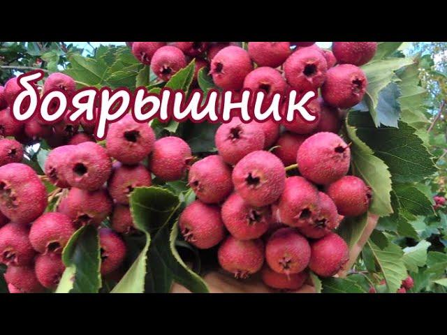 Крупноплодный КИТАЙСКИЙ боярышник / Суперурожай! //Боярышник ДЕКОРАТИВНЫЙ