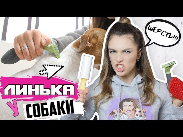 ЛИНЬКА У СОБАКИ | КАК С НЕЙ БОРОТЬСЯ? Причины, уход, витамины, инструменты для вычесывания шерсти