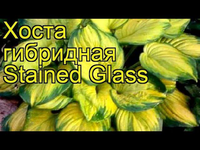 Хоста гибридная Стейнд гласс. Краткий обзор, описание характеристик hosta hybrida Stained Glass