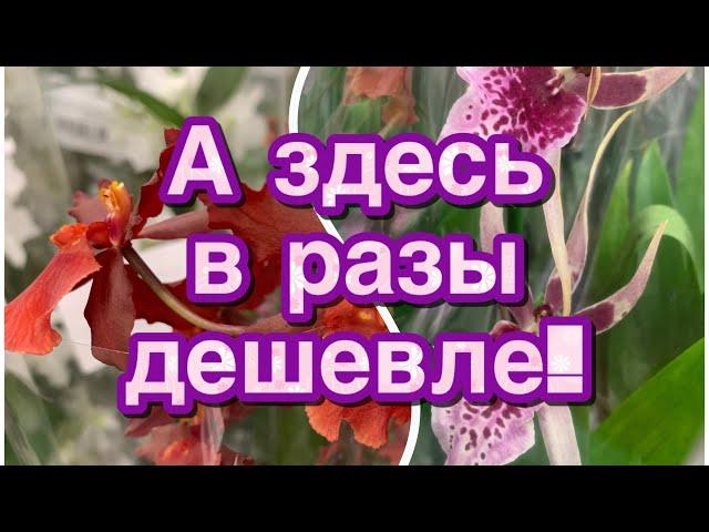 ОРХИДЕИ ФАЛЕНОПСИС здесь️в разы дешевле! Орхидея-ПАУК и другие / Блогеры меня поймут 