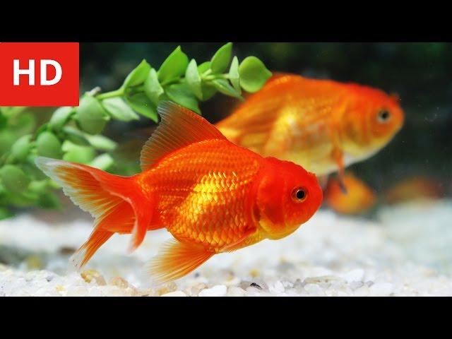 Beauty of Goldfish - HD 1080p