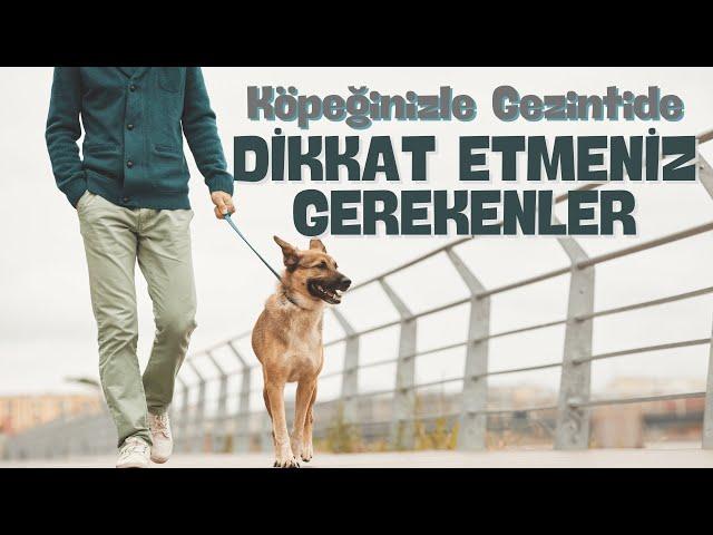 Köpeğinizle Gezintide Dikkat Etmeniz Gerekenler