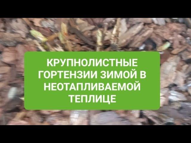 Как зимуют мои крупнолистные гортензии в горшках в неотапливаемой теплице.