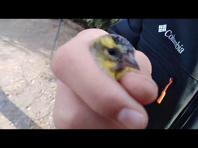ловля чижей