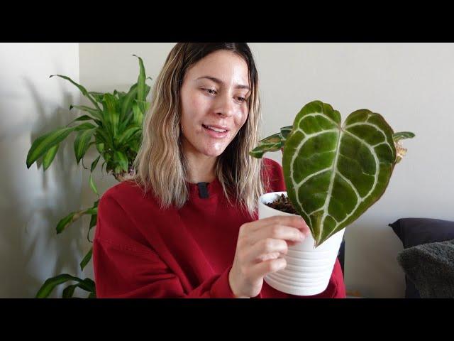 Houseplant Care Vlog & Updates