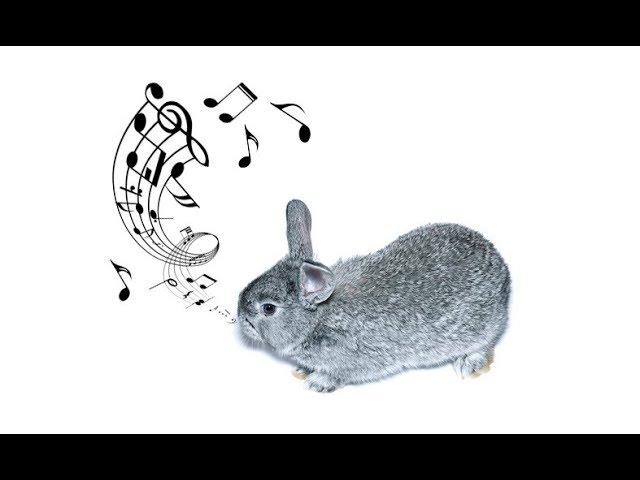 How does a happy rabbit sound?