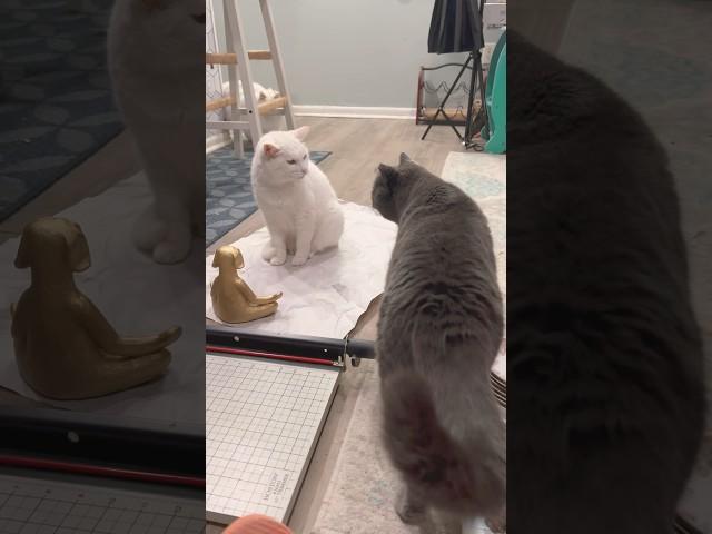 Cat: Don’t Touch My Paper Mat 2 #catlife #meowcat #mrcat
