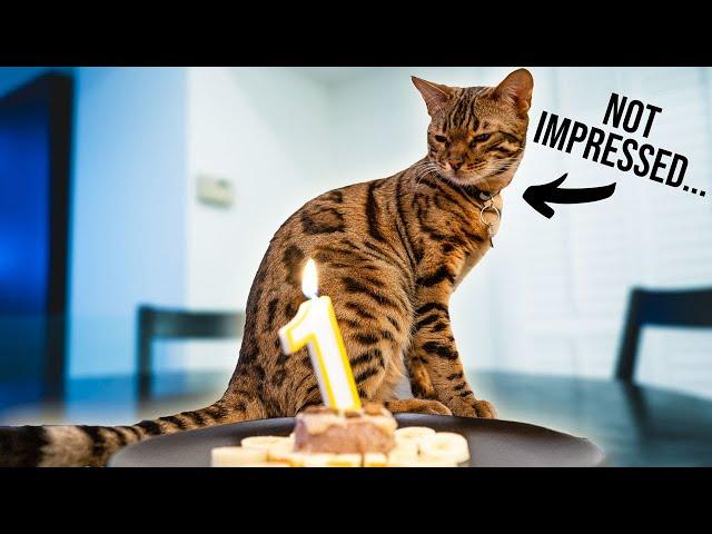 We Forgot our BENGAL CATS FIRST BIRTHDAY...Now she HATES US! Weekly Vlog