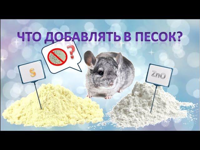 Что добавлять в песок шиншиллам? Эффективна ли сера, как профилактика, от грибка у шиншилл?