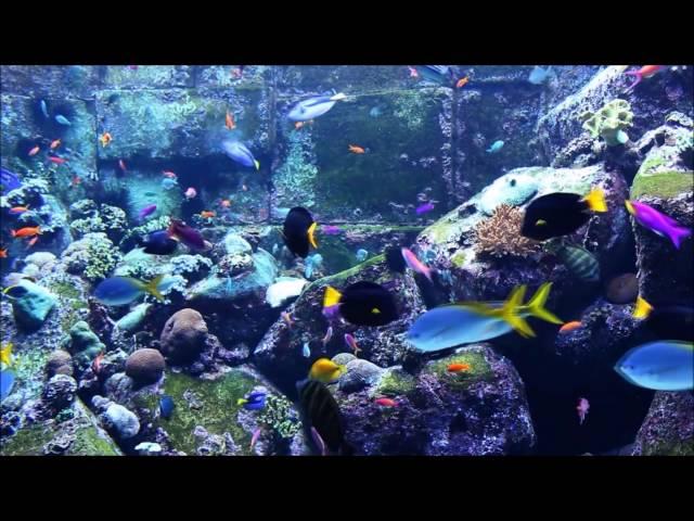 Quran for relaxing - Surah Al-Fatihah & Al-Baqarah - Aquarium Fish Tank -  Mishary Rashid Alafasy