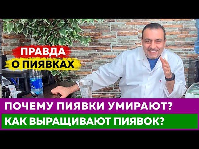 Новинка! Правда! Пиявки, как их выращивают?