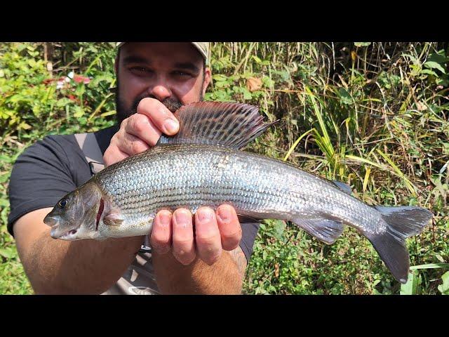 A Weekend of Serenity - Fly Fishing / Euro Nymphing in the Urban Wilderness of Wales