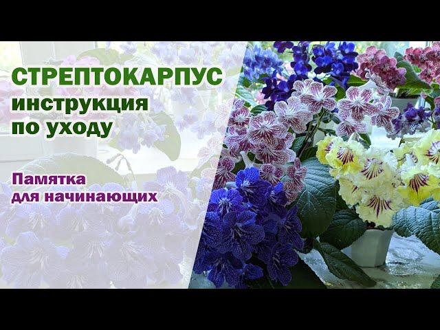 ИНСТРУКЦИЯ ПО УХОДУ за стрептокарпусами I ПАМЯТКА для начинающих