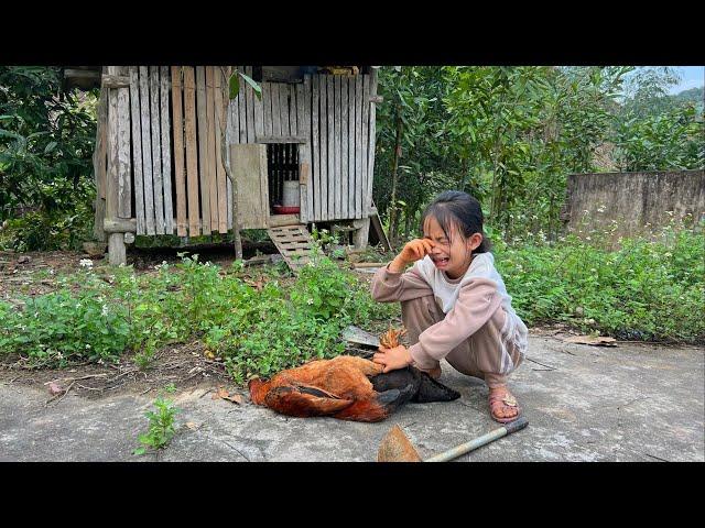 The poor girl went to harvest cassava when bad guys came and stole her chickens