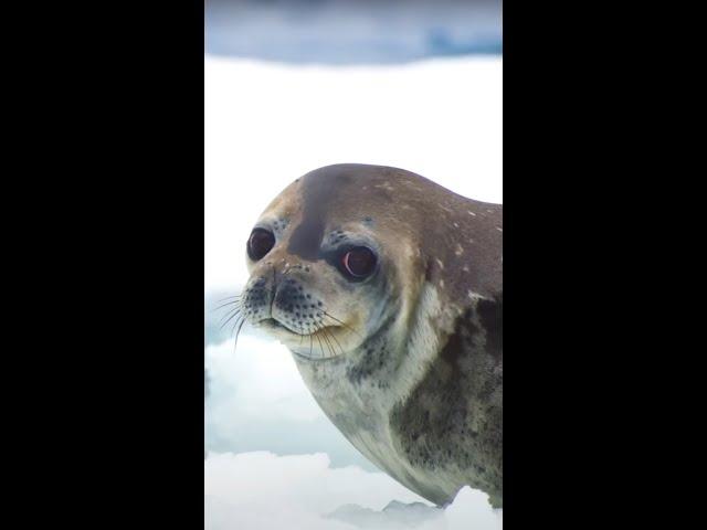 Orca's step-by-step guide to hunting  #FrozenPlanet2