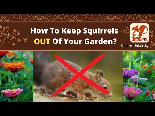 How To Keep Squirrels OUT Of Your Garden (10 WAYS)