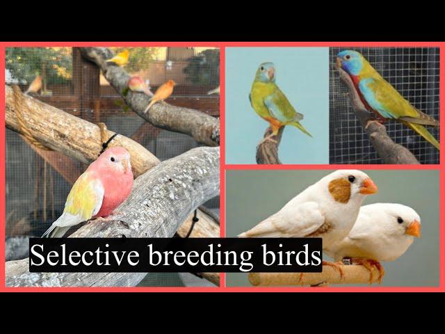 What is better Selective Breeding or Birds choice? The Bird Brains Pod cast Episode 56