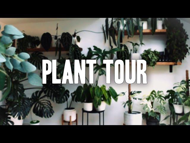 A relaxing Houseplant Tour of my plant wall!