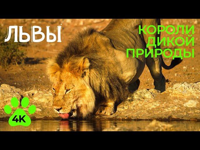 ЛЬВЫ - Короли дикой природы Африки - Документальный фильм в 4К