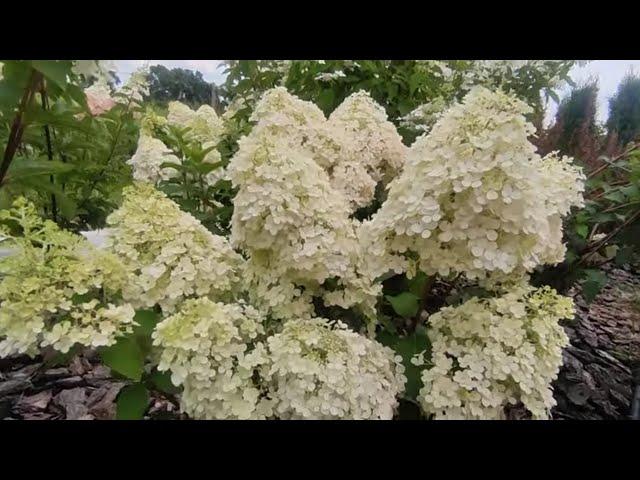 Гортензия метельчатая Бобо hudrangea paniculata Bobo _цветение  1 августа 