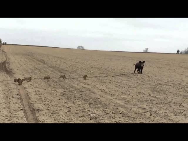 Polish Farmer Catches Wild Pig with Piglets