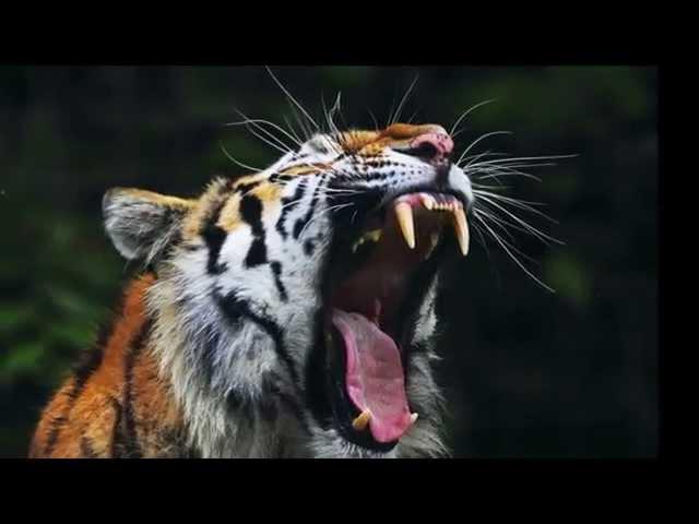 Tigre rugido - Tiger's roar sound - high quality - the best