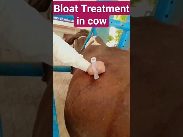 Tympany/Bloat in cow Treatment | Gases of rumen in cow relieved