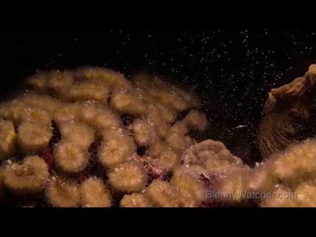 Spawning flower coral - Eusmilia fastigiata