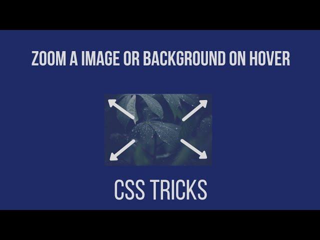 Zoom image or background on hover | CSS tricks | Malayalam |Hackphiles