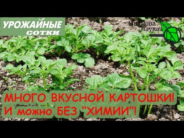 ЛУЧШАЯ подкормка для ВКУСНОГО картофеля! И урожай порадует! И можно БЕЗ ХИМИИ!