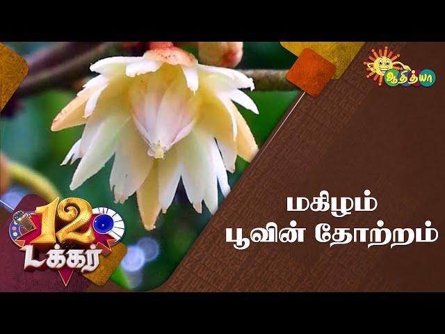 மகிழம் பூவின் சிறப்புகள் | 12 Tucker | Adithya TV