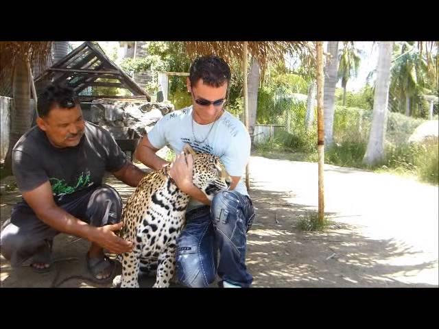 Carressant un jaguar / Acariciando un jaguar / Stroked a jaguar