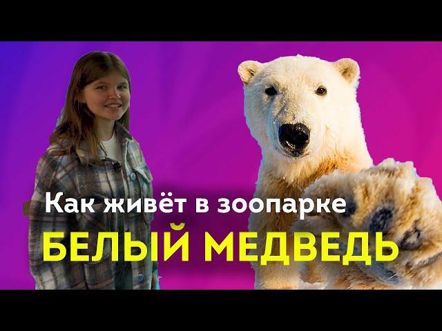 Белый медведь - как свирепый хищник прижился в зоопарке