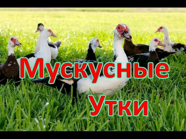 ТЕХНОЛОГИЯ ВЫРАЩИВАНИЯ МУСКУСНЫХ УТОК