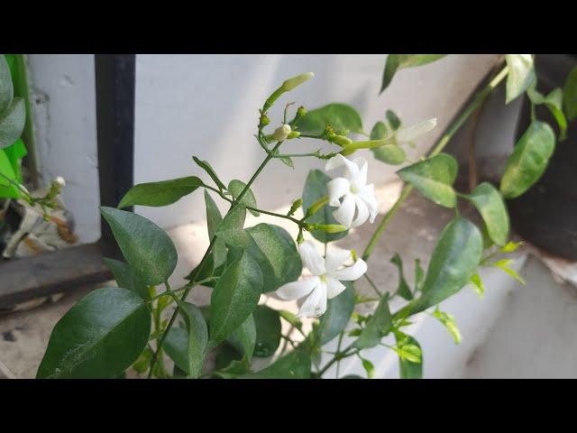 #Shorts Nithya'sWorld best tips for plants to get more flowers 