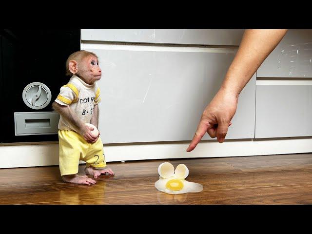 Monkey Bibi apologized to dad for breaking the egg while Bibi was hungry looking for food!